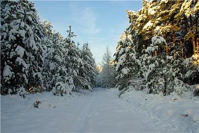 《女神异闻录5 战略版》“新岛 真”角色介绍影片 11月17日发售